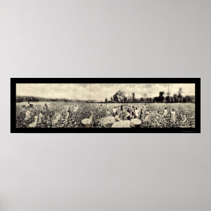 Katoen Billion Dollar Crop Foto 1915 Poster