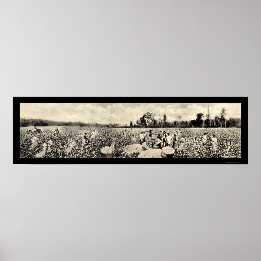 Katoen Billion Dollar Crop Foto 1915 Poster (Voorkant)