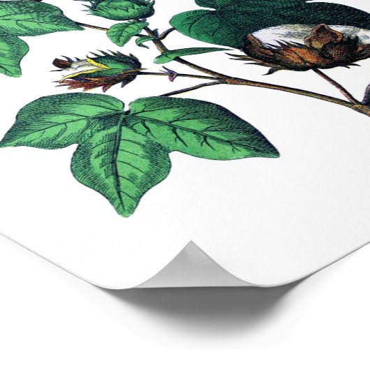 Katoen botanische afdrukken poster (Hoek)