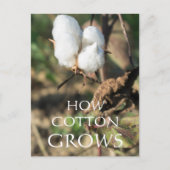 Katoen Briefkaart (Voorkant)