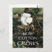 Katoen Briefkaart (Voorkant / Achterkant)