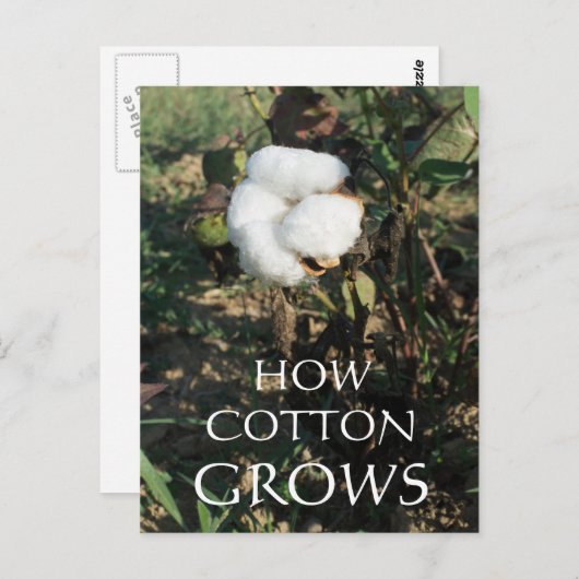 Katoen Briefkaart (Voorkant / Achterkant)