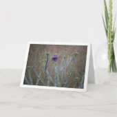 Katoen Distel, Onopordum Plant Kaart (Voorkant)