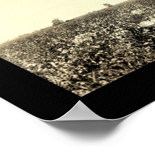 Katoen foto 1917 poster (Hoek)