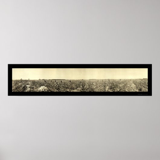 Katoen foto 1917 poster (Voorkant)