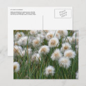 Katoen gras, Unalaska Briefkaart (Voorkant / Achterkant)