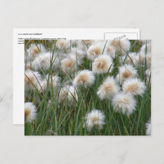 Katoen gras, Unalaska Briefkaart (Voorkant / Achterkant)