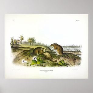 Katoen (Hispid Cotton Rat) van Audubon Poster