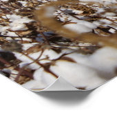 Katoen, land, Boerderij, kleur Poster (Hoek)