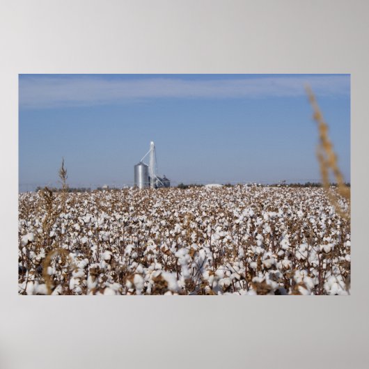 Katoen, land, Boerderij, kleur Poster (Voorkant)
