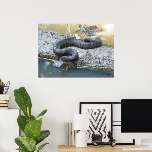 Katoen op Creek Poster (Thuiskantoor)