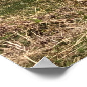 Katoen op het eiland Jura in Schotland Poster (Hoek)