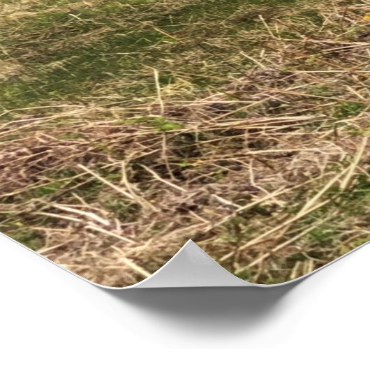 Katoen op het eiland Jura in Schotland Poster (Hoek)