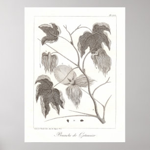 Katoen Plant Poster Antiek Botanische illustratie
