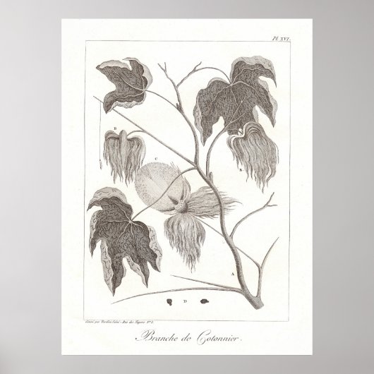 Katoen Plant Poster Antiek Botanische illustratie (Voorkant)