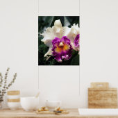 Katoen Snoep Orchid V Afdrukken -20x24 - of kleine Poster (Keuken)