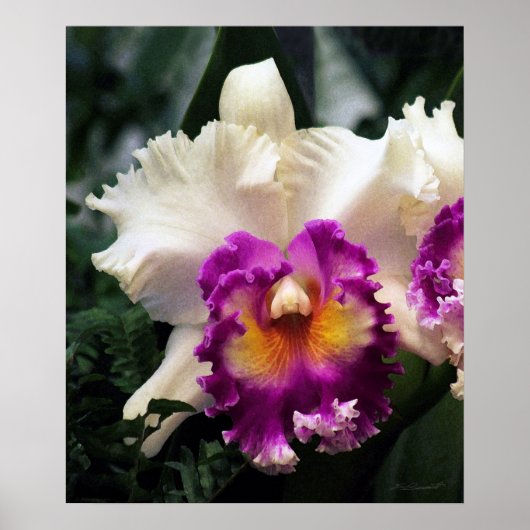 Katoen Snoep Orchid V Afdrukken -20x24 - of kleine Poster (Voorkant)