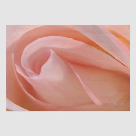 Katoen Snoep Roos Bud tissue papier (Voorkant)