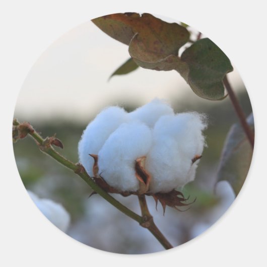 Katoen Sticker (Voorkant)