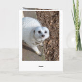 Katoen The White Meerkat, Birthday Kaart (Achterkant)