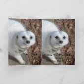 Katoen The White Meerkat, Birthday Kaart (Binnen)