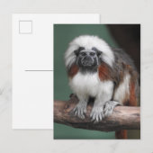 Katoen top Tamarin Aankondigingskaart (Voorkant / Achterkant)