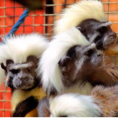 KATOEN - TOP TAMARIN APEN BADMAT