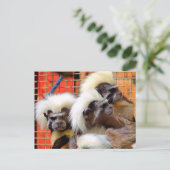 KATOEN - TOP TAMARIN APEN BRIEFKAART (Staand voorkant)