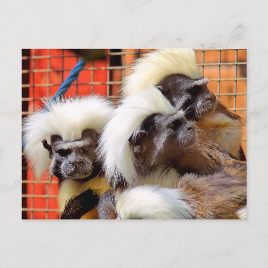KATOEN - TOP TAMARIN APEN BRIEFKAART (Voorkant)