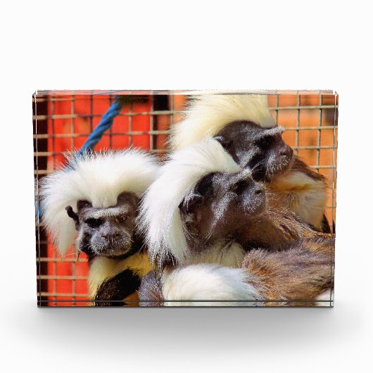 KATOEN - TOP TAMARIN APEN FOTOBLOKKEN (Voorkant)