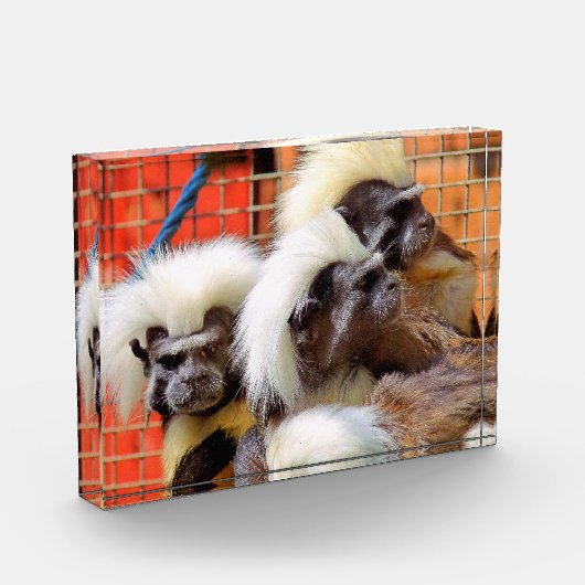 KATOEN - TOP TAMARIN APEN FOTOBLOKKEN (Links)