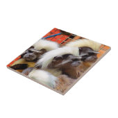 KATOEN - TOP TAMARIN APEN TEGELTJE (Zijkant)