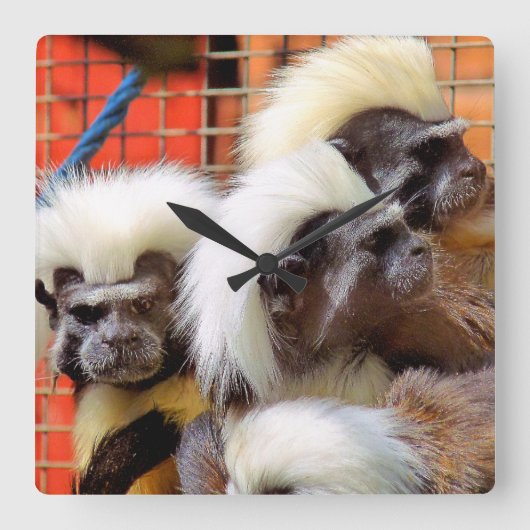 KATOEN - TOP TAMARIN APEN VIERKANTE KLOK (Voorkant)