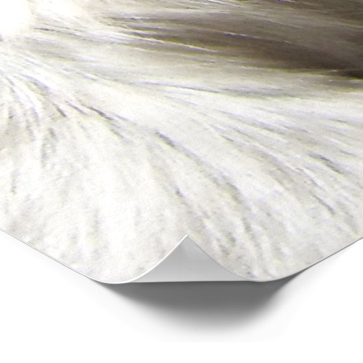 Katoen top Tamarin Poster (Hoek)