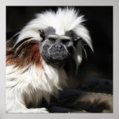 Katoen top Tamarin Poster (Voorkant)