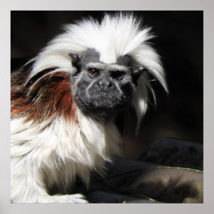 Katoen top Tamarin Poster
