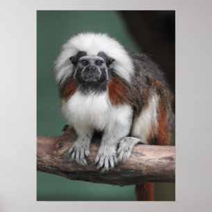Katoen top Tamarin Poster