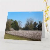 Katoen veld in Georgië met Shed Kaart (Gele Bloem)