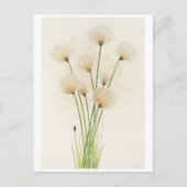 Katoenbloemen Briefkaart (Voorkant)