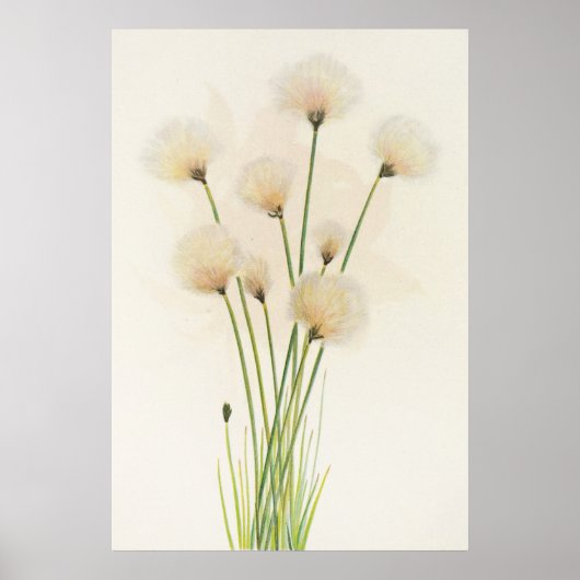 Katoenbloemen Poster (Voorkant)