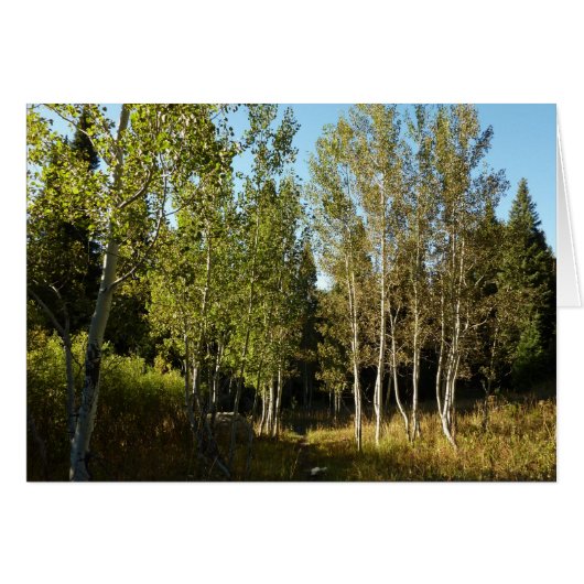 Katoenbomen langs Moose Ponds Trail in Grand Teton (Voorkant Horizontaal)