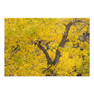 Katoenboom in hoogtepunt van herfstkleuren in Glac Foto Afdruk