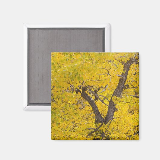 Katoenboom in piek-valkleuren in gletsjer magneet (Voorkant / Achterkant)