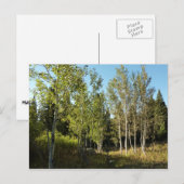 Katoenbossen langs de Moose Ponds-route bij Grand  Briefkaart (Voorkant / Achterkant)