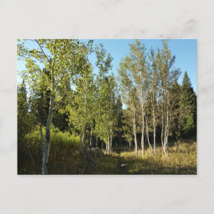 Katoenbossen langs Moose Ponds Trail bij Grand Tet Briefkaart
