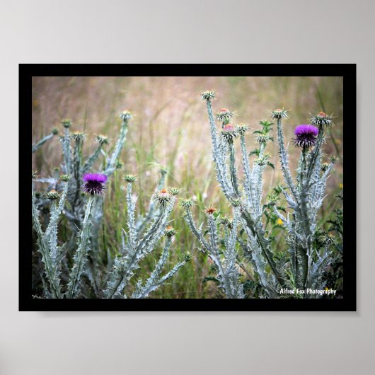Katoendistel, Onopordum Plant Poster (Voorkant)