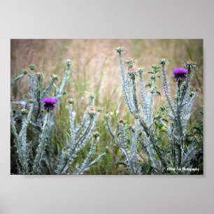 Katoendistel, Onopordum Plant Poster