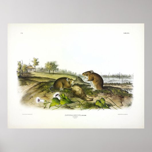 Katoenen rat (Hispid Cotton Rat) van Audubon Poster (Voorkant)