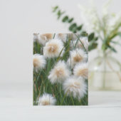 Katoengras (Eriophorum russeolum) Briefkaart (Staand voorkant)