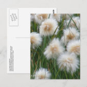 Katoengras (Eriophorum russeolum) Briefkaart (Voorkant / Achterkant)